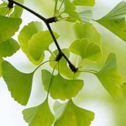 ginko