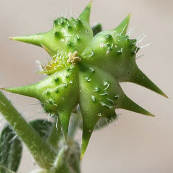 tribulus